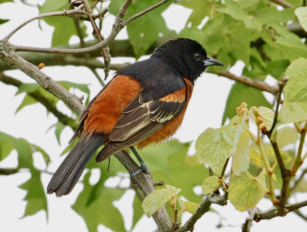 132/366 Orchard Oriole - Icterus spurius, Occoquan Bay National Wildlife Refuge, Woodbridge, Virginia by Judy Gallagher is licensed under CC BY 2.0.